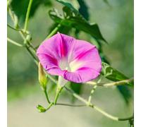 Thompson & Morgan Morning Glory Split Personality 1 Seed Packet (20 Seeds)