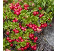 Thompson & Morgan Mountain Cranberry Seeds Lingonberry Evergreen Perennial Juicy Red Berries Easy Grow Nordic Fruit Seed Packet