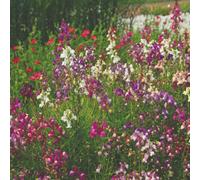 Thompson & Morgan Mr. Men Little Miss Linaria Fairy Bouquet Baby Snapdragon Seeds - Candy-Coloured Dainty Blooms - 3000 Seeds