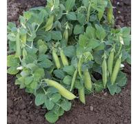 Thompson & Morgan Mr. Men Little Miss Pea Half Pint Dwarf Seeds - Fast-Growing Sweet Peas For Pots/windowsills - 1 Packet (15 Seeds)