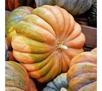 Thompson & Morgan Musquee De Provence Squash - Large Deep Orange French Pumpkin Thick Fine Flesh 7-10Kg For Baking & Slicing