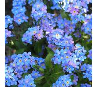 Thompson & Morgan Myosotis Forget-Me-Not 'blue Ball' 24 X Garden Ready Plants Compact Spring Bedding