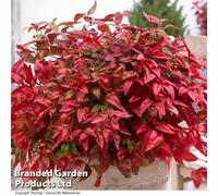 Thompson & Morgan Nandina Blush Pink 9Cm Potted Plant X 2