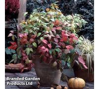 Thompson & Morgan Nandina Domesitca Fire Power 9Cm Potted Plant X 3