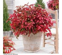 Thompson & Morgan Nandina Domestica Blush Pink Noble 3.6 Litre Potted Plant X 2