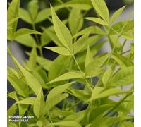 Thompson & Morgan Nandina Domestica Magical Lemon And Lime 9Cm Pot X 1