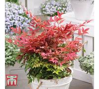 Thompson & Morgan Nandina Domestica Obsessed X 1