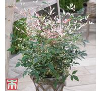 Thompson & Morgan Nandina Twilight 9Cm Potted Plant X 1 - Colourful Evergreen Foliage