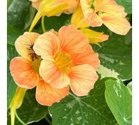 Thompson & Morgan Nasturtium Alaska Salmon 1 Seed Packet, Orange