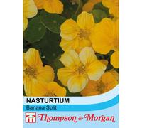 Thompson & Morgan Nasturtium Banana Split 1 Packet (25 Seeds)