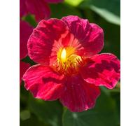 Thompson & Morgan Nasturtium Jewel Cherry Rose Seeds - Hardy Annual Easy Grow Bright Cherry Red Blooms For Borders & Pots. Edible Leaves. Thompson &