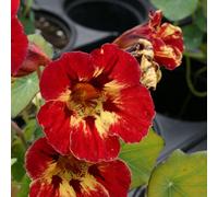 Thompson & Morgan Nasturtium Majus Crime Scene Seeds - Bold Red/gold Flowers Easy Grow Edible Bee Friendly Annual