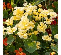 Thompson & Morgan Nasturtium Milkmaid Seeds - Hardy Annual Creamy White Flowers Easy Grow Edible