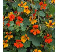 Thompson & Morgan Nasturtium Minor Phoenix 1 Seed Packet (25 Seeds)