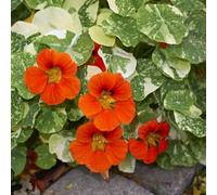 Thompson & Morgan Nasturtium Orange Troika 1 Seed Packet (30 Seeds)