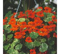 Thompson & Morgan Nasturtium Orange Troika Seeds - Hardy Annual Marbled Foliage Trailing Edible Flowers Peppery Leaves