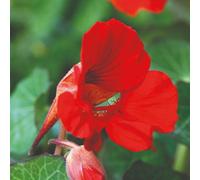 Thompson & Morgan Nasturtium Princess Of India Dwarf Red Blooms Edible Flowers Compact Growth Seed Packet