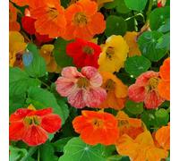 Thompson & Morgan Nasturtium Trailblazer Seeds Hardy Annual Trailing Bright Colourful Blooms Easy To Grow Edible Flowers