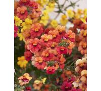 Thompson & Morgan Nemesia Carnival Seeds - Bright Colourful Compact Annual Hardy Half-Hardy Quick Flowering Garden Pots Borders Edging Patio