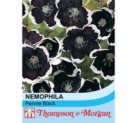Thompson & Morgan Nemophila Pennie Black 1 Packet (250 Seeds)