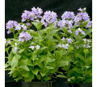 Thompson & Morgan Nepeta Blue Panther Seeds - Compact Fragrant Bee & Butterfly Friendly Perennial (1 Packet)