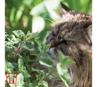 Thompson & Morgan Nepeta Cataria 1 Packet (225 Seeds), White