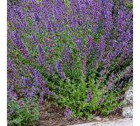 Thompson & Morgan Nepeta Faassenii 1 Litre Potted Plant X 1