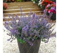 Thompson & Morgan Nepeta Faassenii 1 Litre Potted Plant X 2