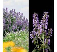 Thompson & Morgan Nepeta Magical Mr Blue Sky 9Cm Potted Plant X 3
