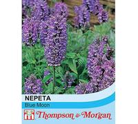 Thompson & Morgan Nepeta Nervosa Blue Moon 1 Seed Packet (30 Seeds)