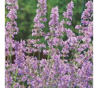 Thompson & Morgan Nepeta Six Hills Giant 3 Litre Potted Plant X 1