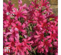 Thompson & Morgan Nerine (Guernsey Lily) Mister John 10 Bulbs