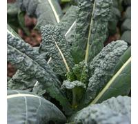 Thompson & Morgan Nero Di Toscana Kale Seeds - Hardy Annual Vegetable Seeds 1 X Packet 50 Seeds By T&m