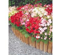 Thompson & Morgan Nicotiana Domino Mixed F1 Seeds - Colourful Dwarf Bushy Plants Summer Bedding Rhs Award Winner