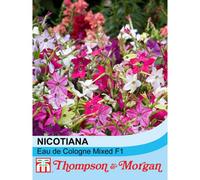 Thompson & Morgan Nicotiana Eau De Cologne Mixed F1 Hybrid 1 Seed Packet (40 Seeds), Multi