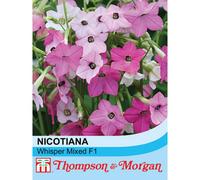 Thompson & Morgan Nicotiana Whispers Mixed 1 Seed Packet (70 Seeds), Pink