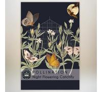 Thompson & Morgan Night Flowering Catchfly Promo New Kew Range 1 Seed Packet
