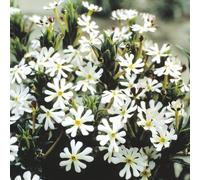 Thompson & Morgan Night Phlox - White/purple Scented Night Blooming Flowers - Fragrant Summer Bedding - Pollinator Friendly - 1X Seed Packet