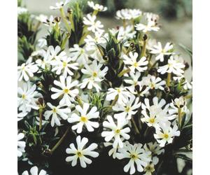 Thompson & Morgan Night Phlox - White/purple Scented Night Blooming Flowers - Fragrant Summer Bedding - Pollinator Friendly - 1X Seed Packet