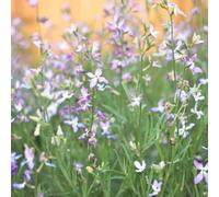 Thompson & Morgan Night Scented Stock Evening Fragrance Pastel Summer Flowers Perfumed Night Blooming Bedding Easy To Grow 1X Seed Packet