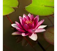 Thompson & Morgan Nymphaea (Waterlily) Red 9Cm Potted Plant X 1