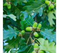 Thompson & Morgan Oak Hedge (Quercus Robur) - Hardy Wildlife Friendly Easy Grow Native Hedging Acorn Producer