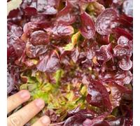Thompson & Morgan Oakus Red Lettuce Seeds Mildew Resistant Half-Hardy Annual Fresh Crunchy Flavorful 35 Seeds