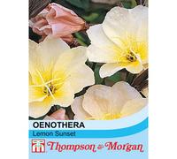 Thompson & Morgan Oenothera Lemon Sunset 1 Seed Packet (30 Seeds)