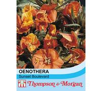 Thompson & Morgan Oenothera Versicolor Sunset Boulevard 1 Packet (40 Seeds)