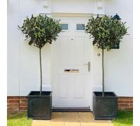 Thompson & Morgan Olea (Olive) Europaea Std 80/90Cm Stem 18Cm Potted Plant X 2