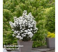 Thompson & Morgan Olearia Spring Bling 9Cm Potted Plant X 2