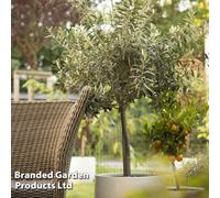 Thompson & Morgan Olive Tree - Extra Large 140Cm-150Cm Standard 5-7.5 Litre Potted Plant X 2