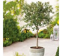 Thompson & Morgan Olive Tree - Large Standard 80-100Cm (Including Pot) - 4 Litre Potted Plant X 1