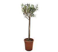 Thompson & Morgan Olive Tree Large Std 80-100Cm (Inc Potted Plant) 20Cm Potted Plant X 2
